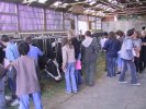 Explication détaillée de l'alimentation des vaches laitières élevées à la (...)