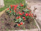Les premières tulipes